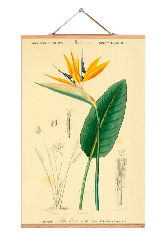 Flowers Poster No 191 eicie SINGLE PIECES
